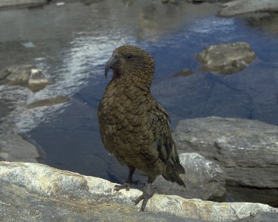 Adult Kea