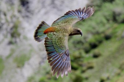 Kea in flight