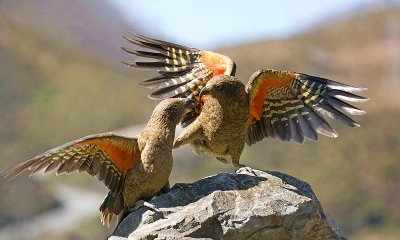 Juvenile Kea