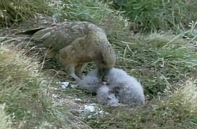 Kea eating Hutton's Shearwater chick