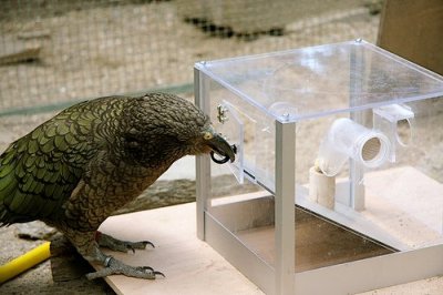 Kea problem solving