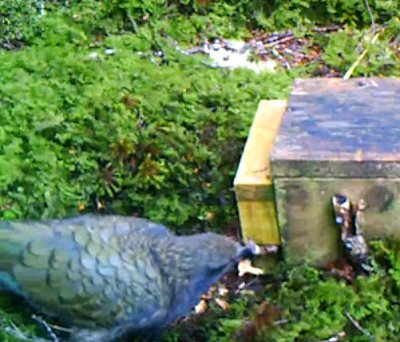 Kea using a stick to trigger a stoat trap (Photo - Mat Goodman)