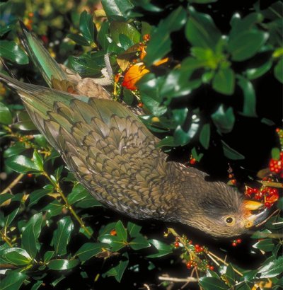 Kea eating berries