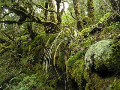 Bridal Veil Falls Track