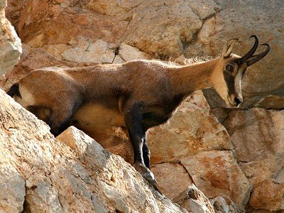 Chamois