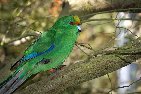Parakeet (Orange-fronted)